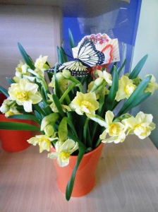 Daffodil in a ceramic pot $20
